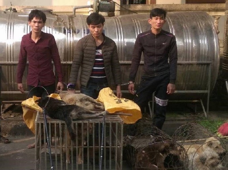 Đáng đời 4 'cẩu tặc' bị tóm gọn khi đang rao bán chó - ảnh 1