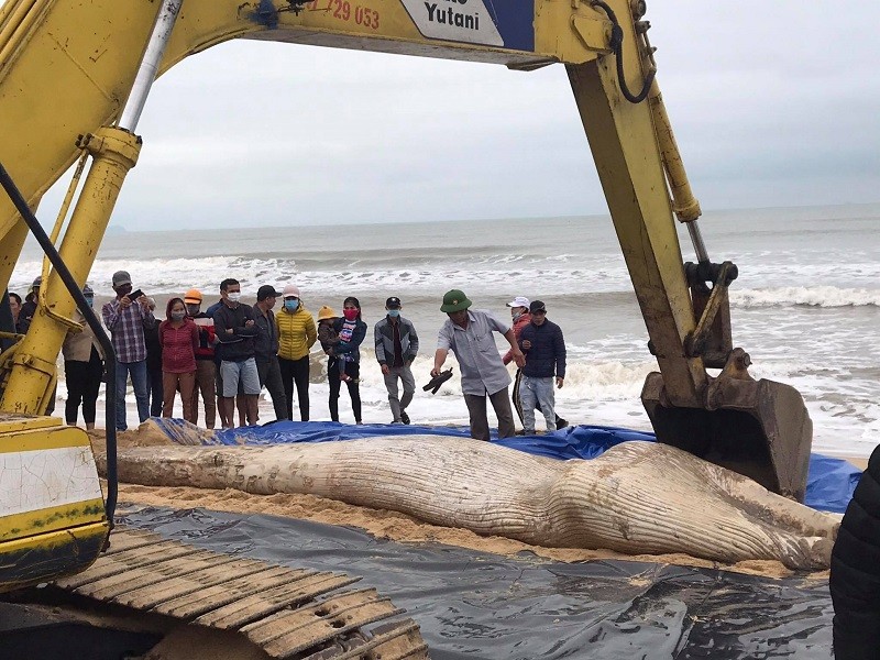 Cá voi nặng gần 1 tấn trôi dạt vào bờ biển Quảng Bình - ảnh 1