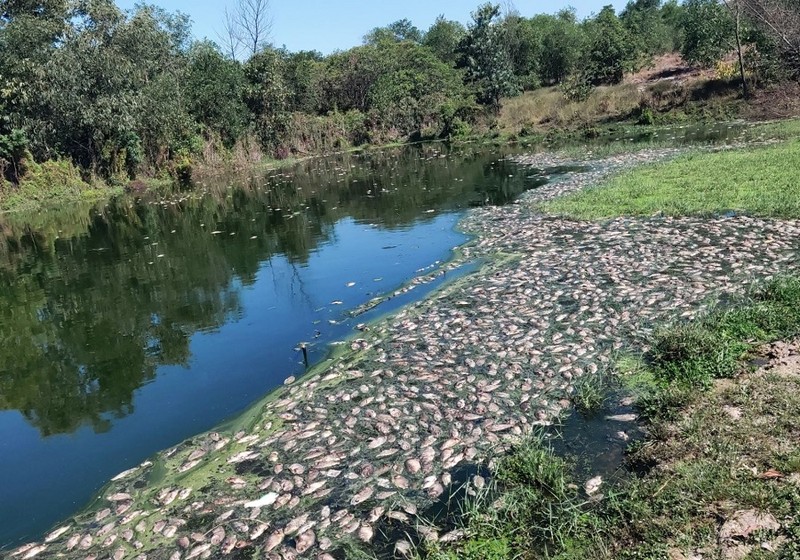 Thừa Thiên - Huế: Cá chết hàng loạt gần khu công nghiệp - ảnh 1