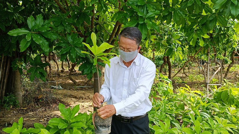 Độc đáo vườn cây Sa La kỷ lục Việt Nam tại Ninh Thuận - ảnh 12