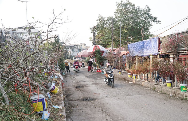 Hà Nội: Đào Nhật Tân xuống phố phục vụ Tết Dương lịch 2022 - ảnh 6