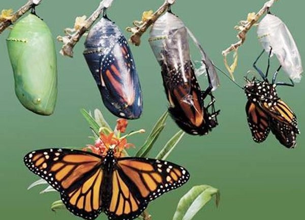 Cái kén bướm và bí mật của cái lỗ nhỏ | Giải trí | PLO