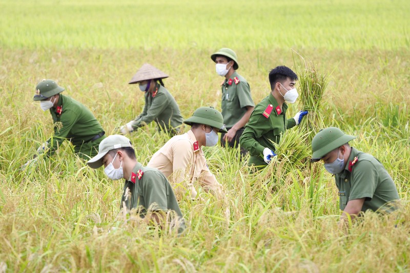 Chiến sĩ công an Yên Dũng giúp người dân bị cách ly gặt lúa - ảnh 1