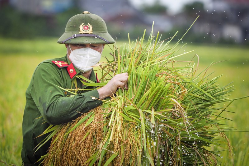 Chiến sĩ công an Yên Dũng giúp người dân bị cách ly gặt lúa - ảnh 3