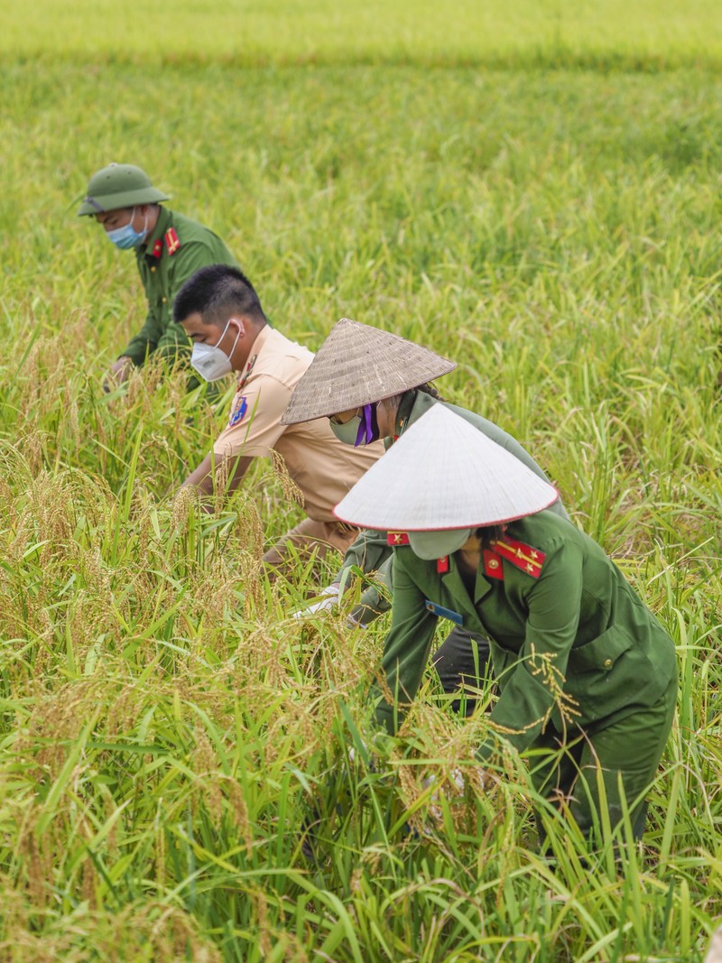 Chiến sĩ công an Yên Dũng giúp người dân bị cách ly gặt lúa - ảnh 4