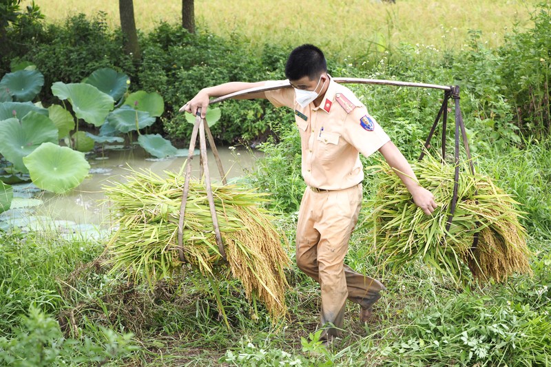Chiến sĩ công an Yên Dũng giúp người dân bị cách ly gặt lúa - ảnh 6
