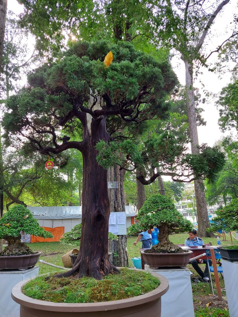 Bịt khẩu trang du xuân ngắm kì hoa dị thảo ở công viên Tao Đàn - ảnh 4