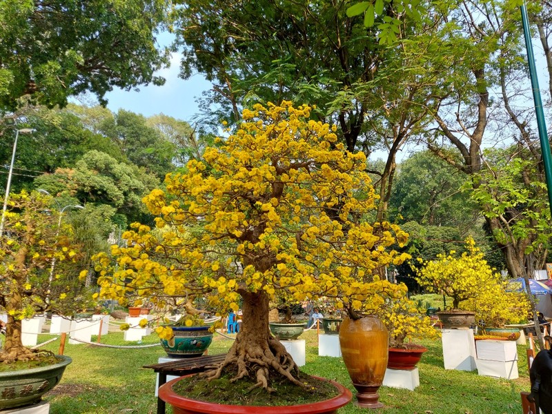 Bịt khẩu trang du xuân ngắm kì hoa dị thảo ở công viên Tao Đàn - ảnh 9