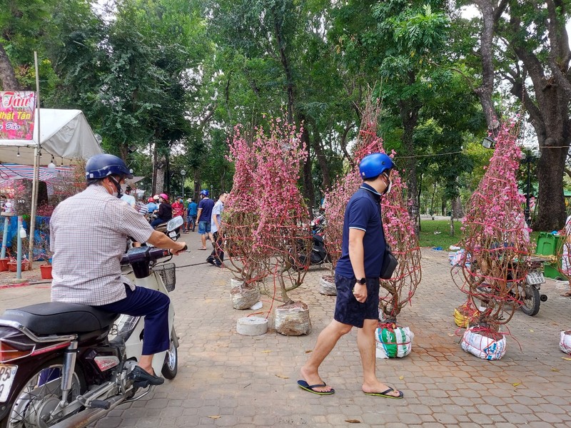 Hoa đào đất Bắc bung nở rực rỡ hút khách Sài thành - ảnh 8