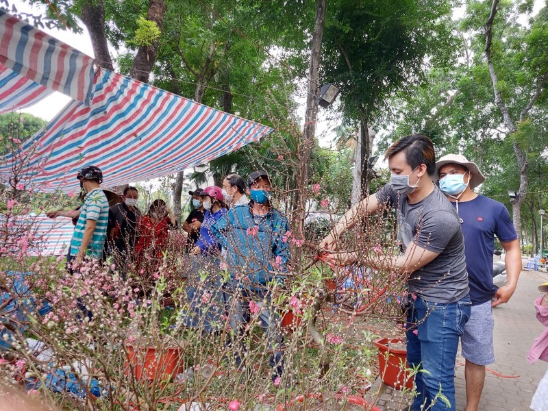 Hoa đào đất Bắc bung nở rực rỡ hút khách Sài thành - ảnh 10