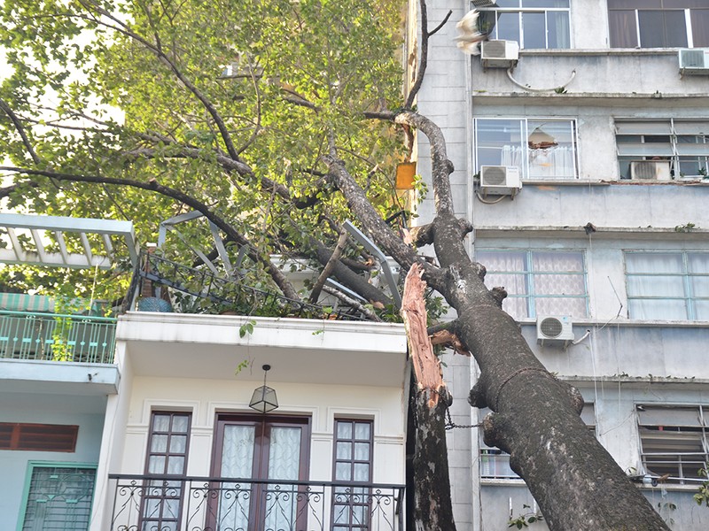 Cây xanh đè trúng nhà ở quận 1, nhiều người tháo chạy - ảnh 2