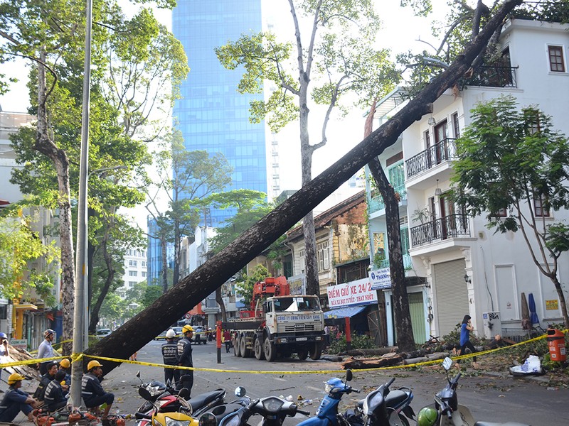 Cây xanh đè trúng nhà ở quận 1, nhiều người tháo chạy - ảnh 1