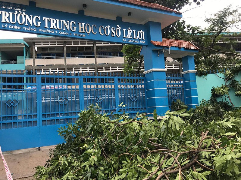 TP.HCM: Mưa quật cây cổ thụ bật gốc ngay cổng trường - ảnh 1
