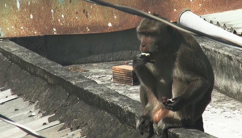 Cận cảnh đàn khỉ hơn 10 con trước khi bị bắn thuốc mê - ảnh 4