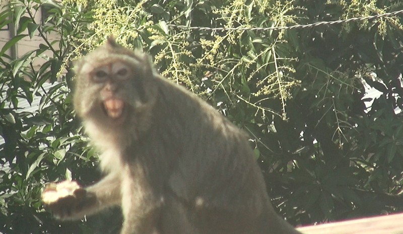 Cận cảnh đàn khỉ hơn 10 con trước khi bị bắn thuốc mê - ảnh 3