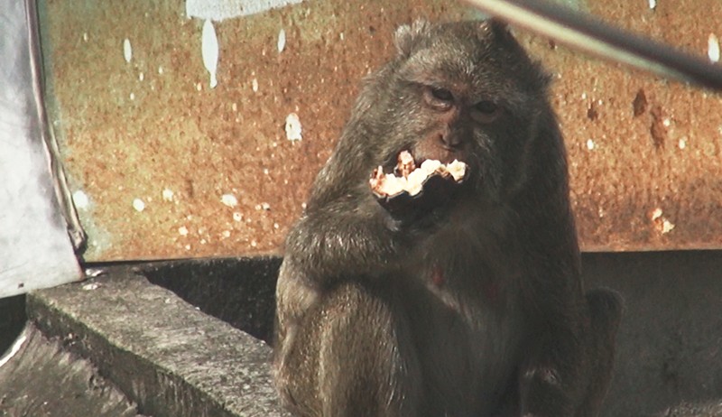 Cận cảnh đàn khỉ hơn 10 con trước khi bị bắn thuốc mê - ảnh 10