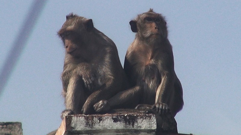 Cận cảnh đàn khỉ hơn 10 con trước khi bị bắn thuốc mê - ảnh 8