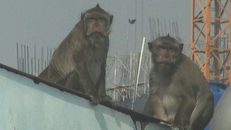 Cận cảnh đàn khỉ hơn 10 con trước khi bị bắn thuốc mê - ảnh 11