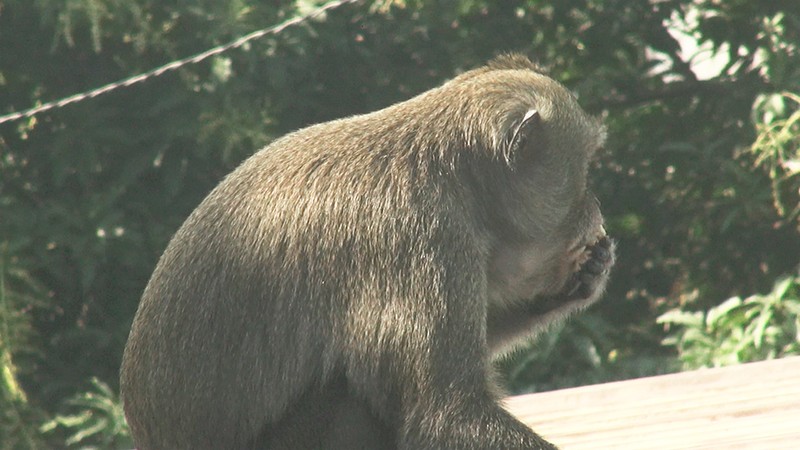 Cận cảnh đàn khỉ hơn 10 con trước khi bị bắn thuốc mê - ảnh 12