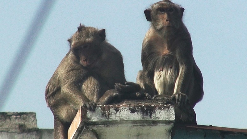 Cận cảnh đàn khỉ hơn 10 con trước khi bị bắn thuốc mê - ảnh 13