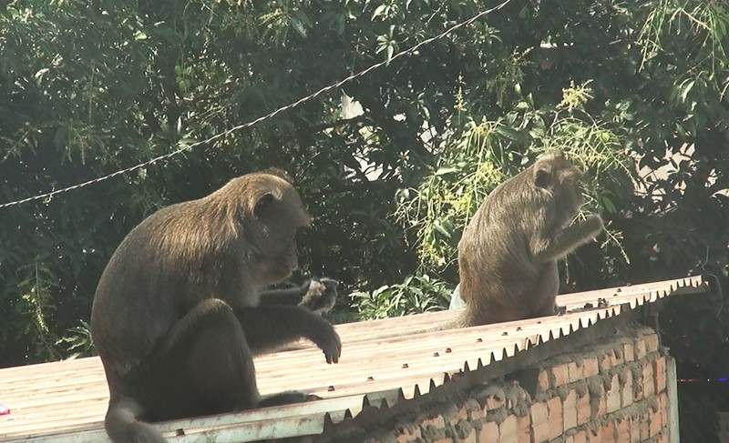 Cận cảnh đàn khỉ hơn 10 con trước khi bị bắn thuốc mê - ảnh 14
