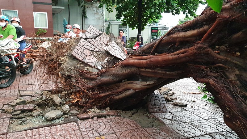 Mưa lớn, đường ngập, cây ngã khắp nơi ở TP.HCM - ảnh 6