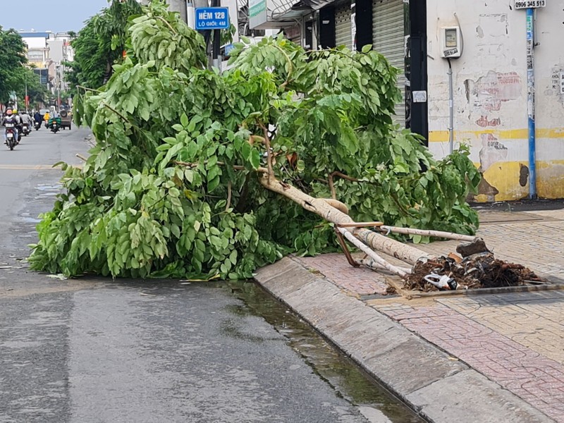 Mưa lớn, đường ngập, cây ngã khắp nơi ở TP.HCM - ảnh 8