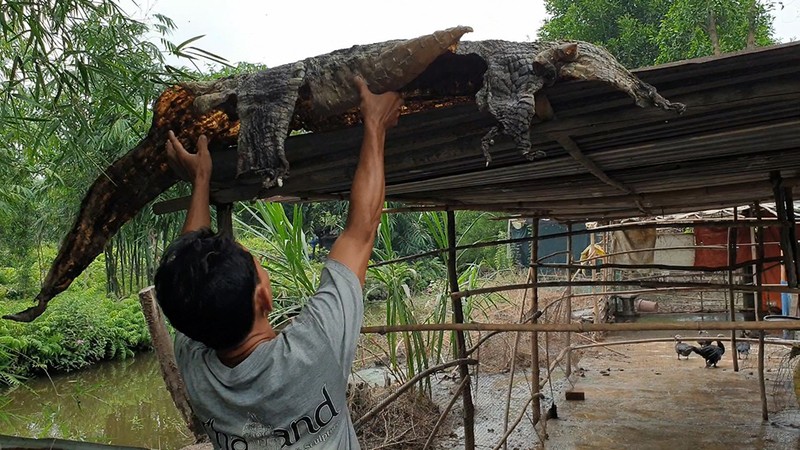 Bình Chánh: Dân bắt được hàng tạ cá sấu ở ngoài tự nhiên - ảnh 6