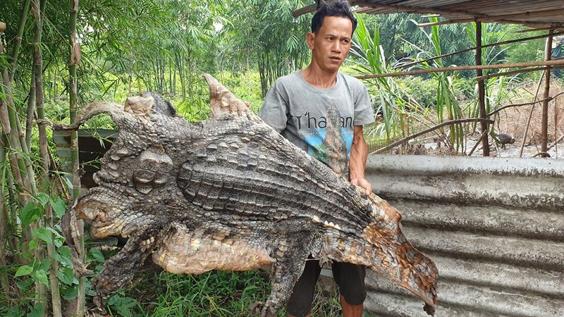 Bình Chánh: Dân bắt được hàng tạ cá sấu ở ngoài tự nhiên - ảnh 7