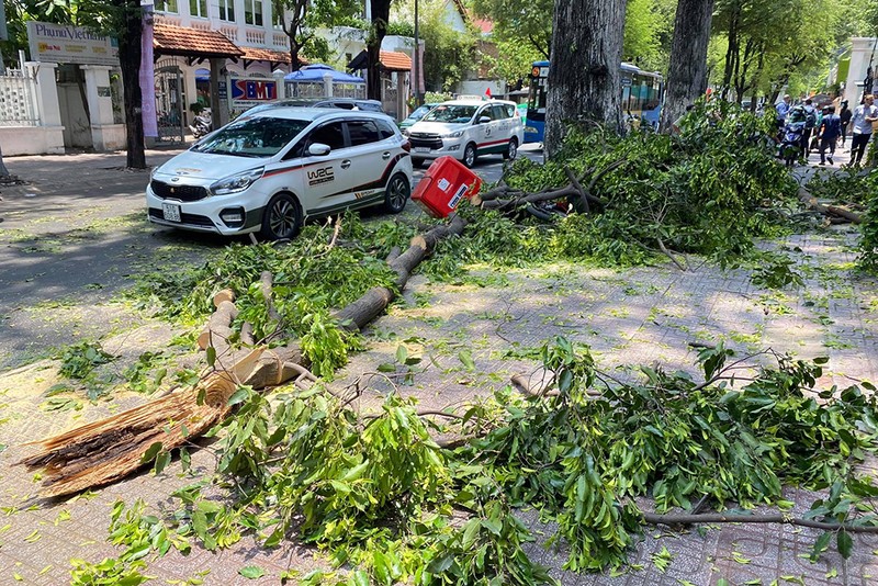 Quận 3: Cành cây to rơi trúng xe máy trên đường Võ Văn Tần - ảnh 1