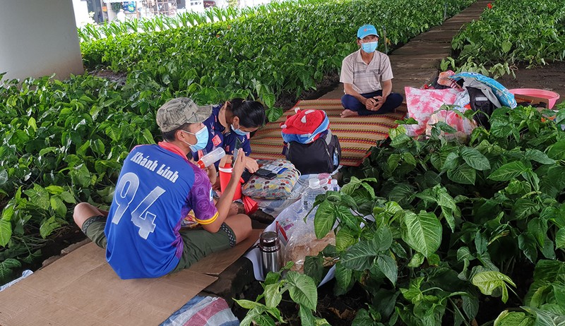 2 gia đình đi bộ về quê nhưng không được, phải tá túc ở gầm cầu - ảnh 3