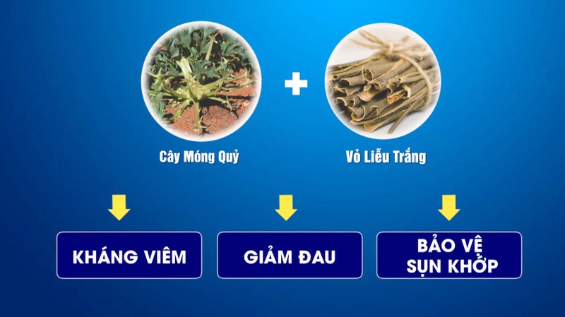 Chiết xuất từ cây móng quỷ giúp người bị bệnh xương khớp giảm cơn đau - ảnh 4