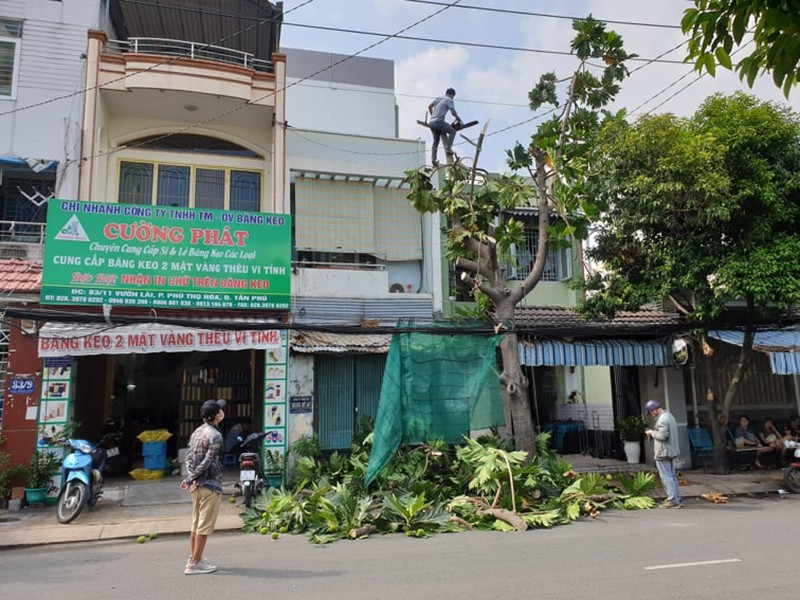 Cây xanh có dấu hiệu không an toàn: Gọi ai để xử lý? - ảnh 1