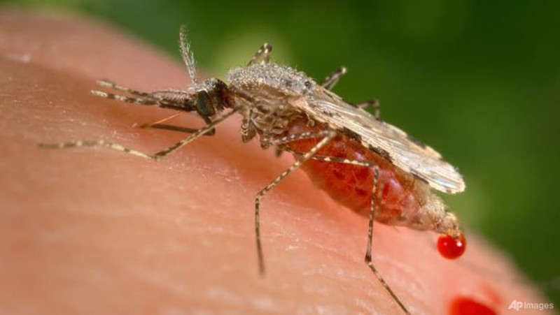 WHO: COVID-19 khiến số ca tử vong do bệnh sốt rét tăng vọt - ảnh 1