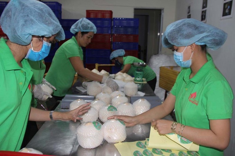 Đặc sản dừa xiêm Bến Tre đấu với dừa Thái trên đất Mỹ - ảnh 1