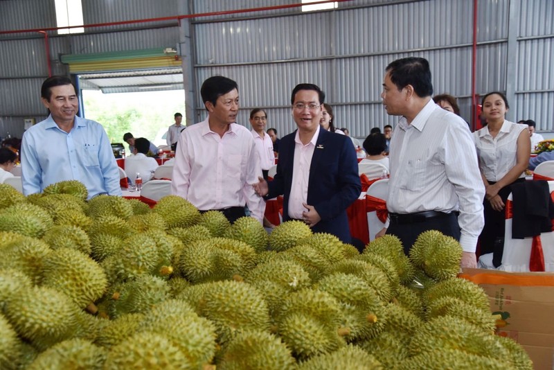'Vua' bán trái cây sang Mỹ giải cứu thanh long - ảnh 3