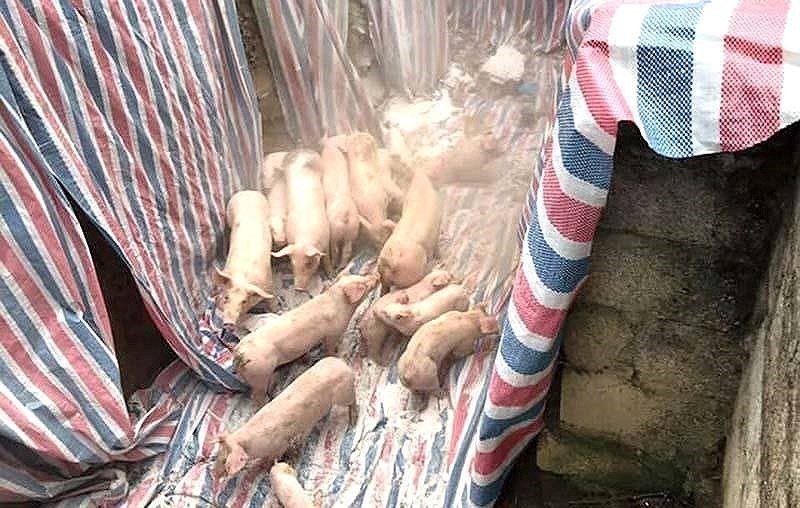 TP.HCM ngưng mua heo từ các tỉnh phía Bắc - ảnh 1