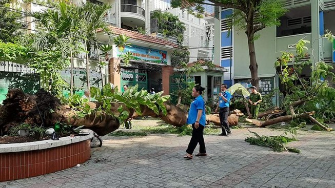 TP.HCM rà soát cây xanh sau vụ cây phượng đè chết học sinh - ảnh 1