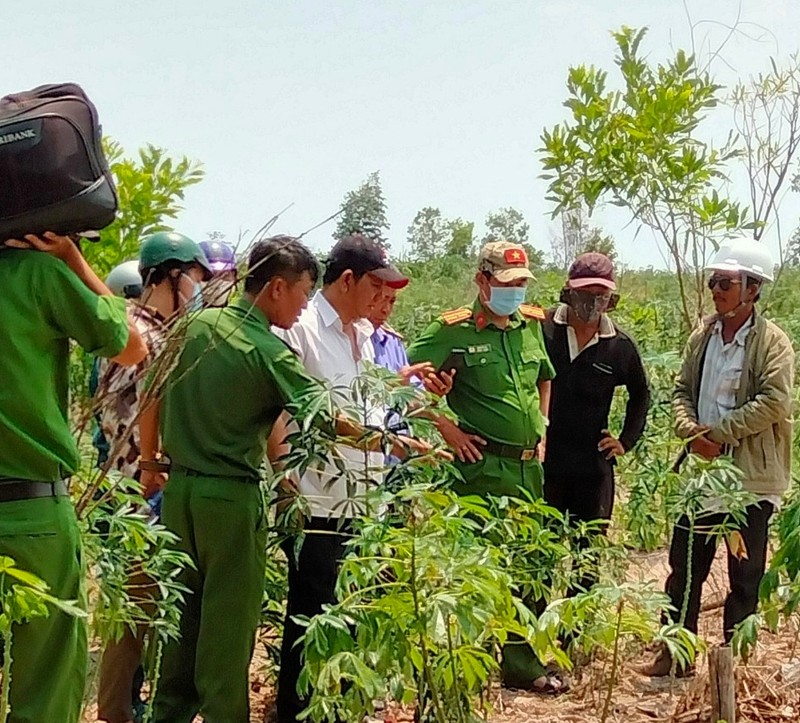 Bình Thuận: Phát hiện nhiều mẩu xương người trong rẫy mì - ảnh 1