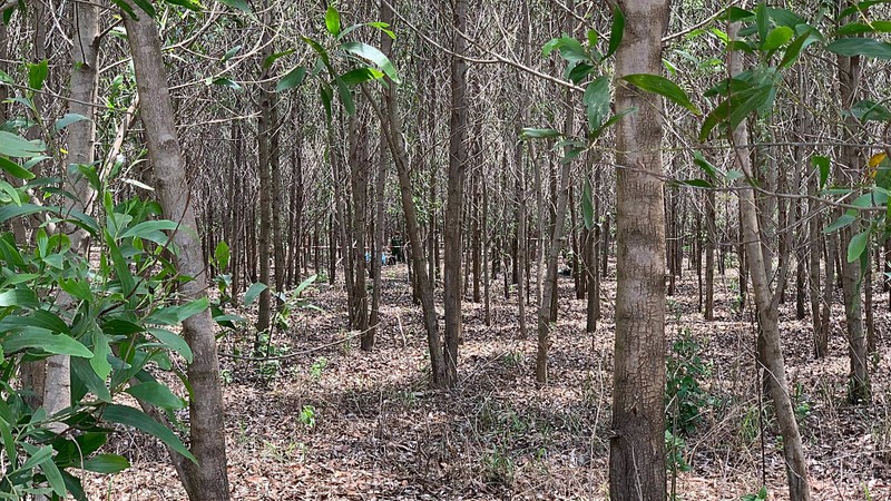Tìm thân nhân người chết bất thường trong rừng tràm ở Bình Thuận - ảnh 1