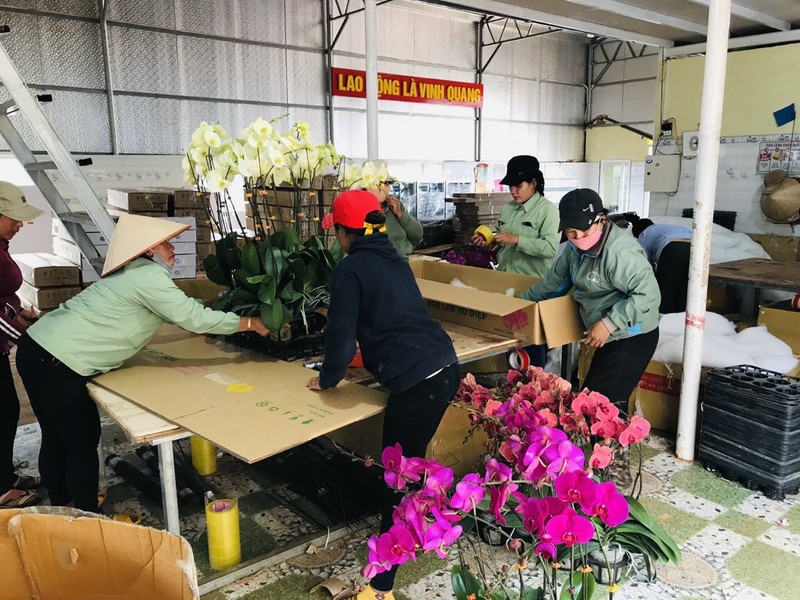 Cảnh báo hoa lan Trung Quốc đội lốt hoa Đà Lạt - ảnh 1