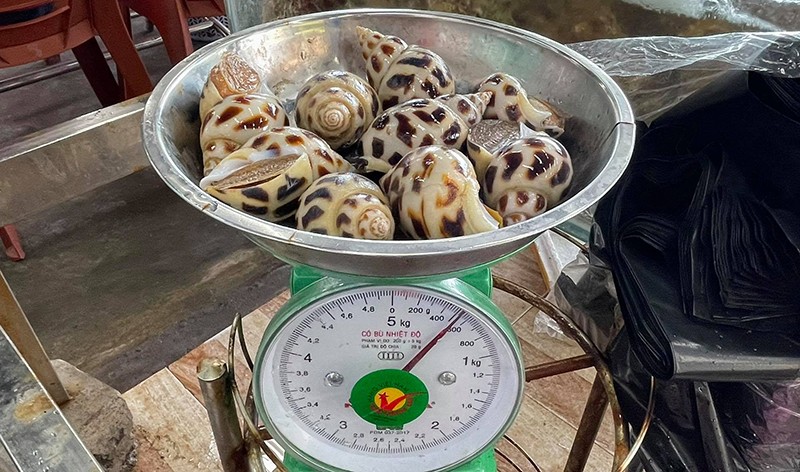  Chủ nhà hàng bán 1,8 triệu/kg ốc hương: Tôi không chặt chém  - ảnh 4