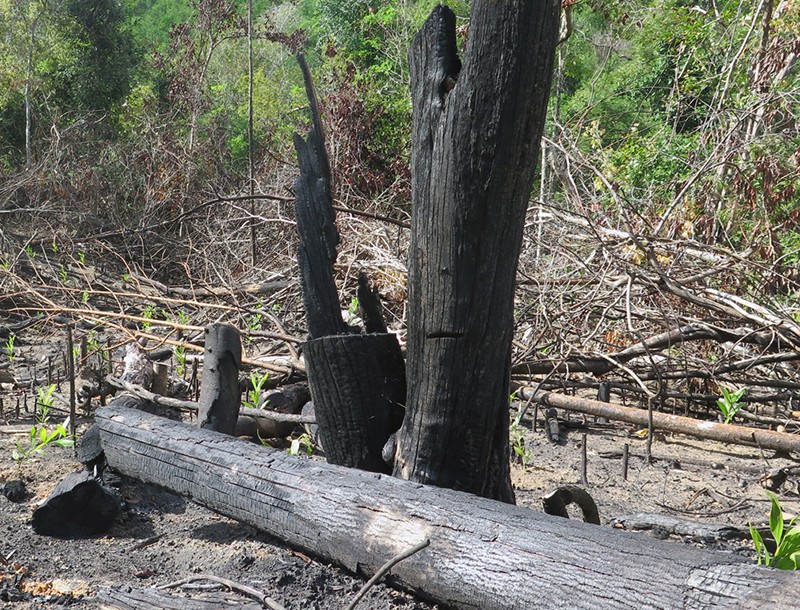 Rừng phòng hộ đầu nguồn ở Phú Yên bị phá, chủ rừng không biết? - ảnh 4