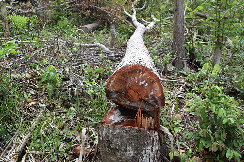 Nhà nhân viên bảo vệ rừng ở Phú Yên cất giấu nhiều gỗ trái phép  - ảnh 2