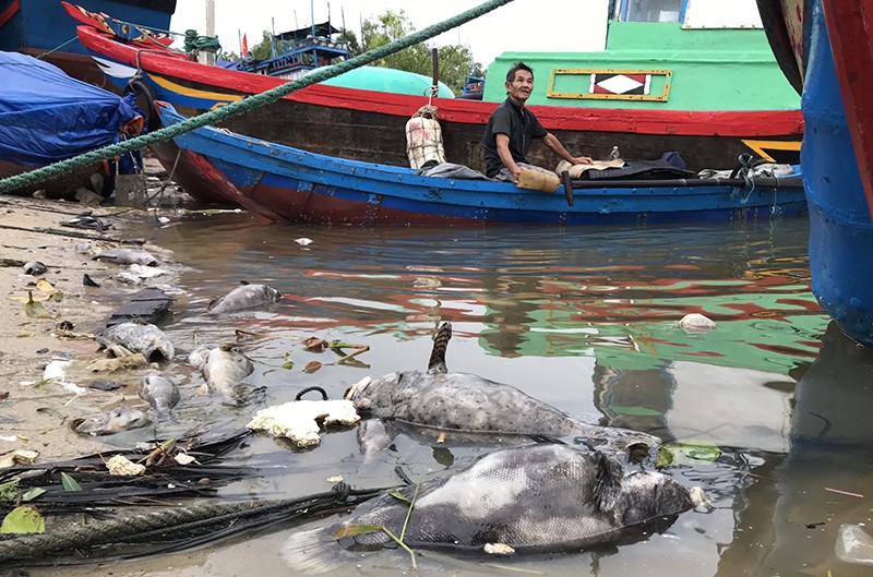 Cá mú ở Phú Yên chết hàng loạt do sốc nước ngọt - ảnh 3