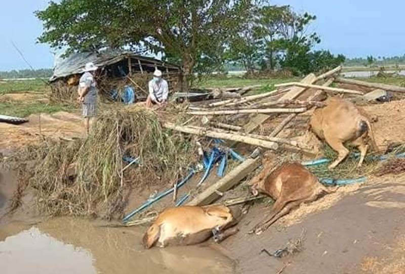 Chủ tịch UBND tỉnh Võ Ngọc Thành: 'Gia Lai xả chỉ mấy trăm m3/s thôi' - ảnh 1