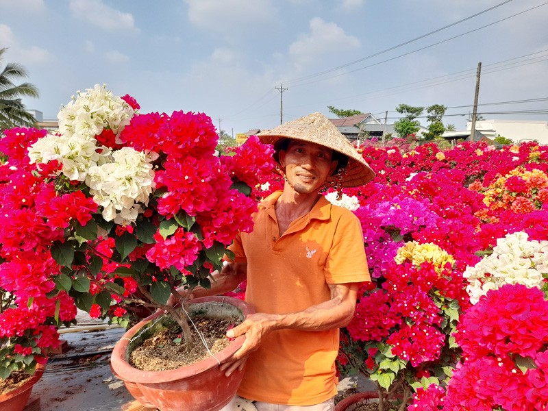 Nhà vườn Chợ Lách phấn khởi trúng mùa vụ hoa Tết - ảnh 1