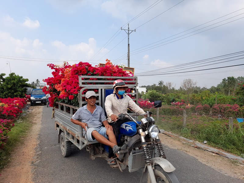 Nhà vườn Chợ Lách phấn khởi trúng mùa vụ hoa Tết - ảnh 3