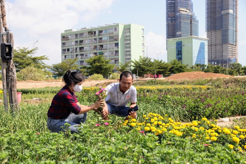 Làng hoa Tết Mỹ Bình rồi sẽ chỉ còn là ký ức - ảnh 3