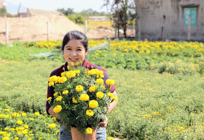 Làng hoa Tết Mỹ Bình rồi sẽ chỉ còn là ký ức - ảnh 7